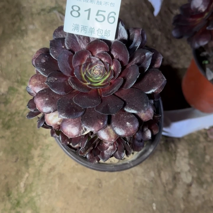 8156黑美人多肉植物