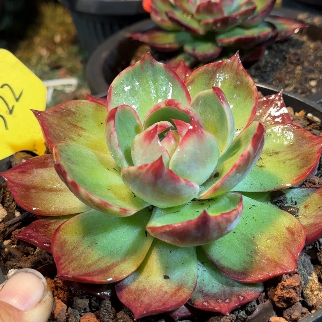 惊鸿一物一拍包装收缩花旱322