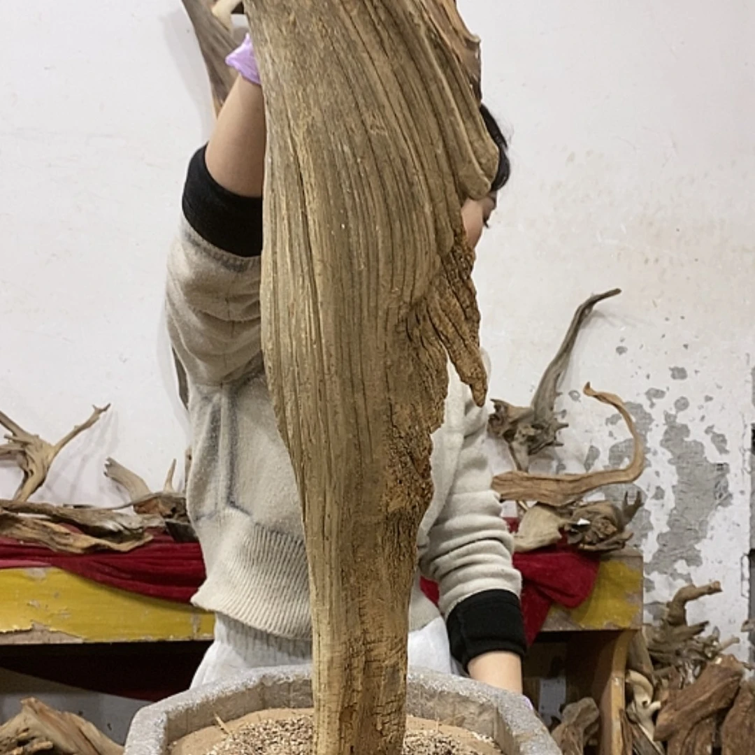 【闪购商品】柏木寒****法我们都是好孩子