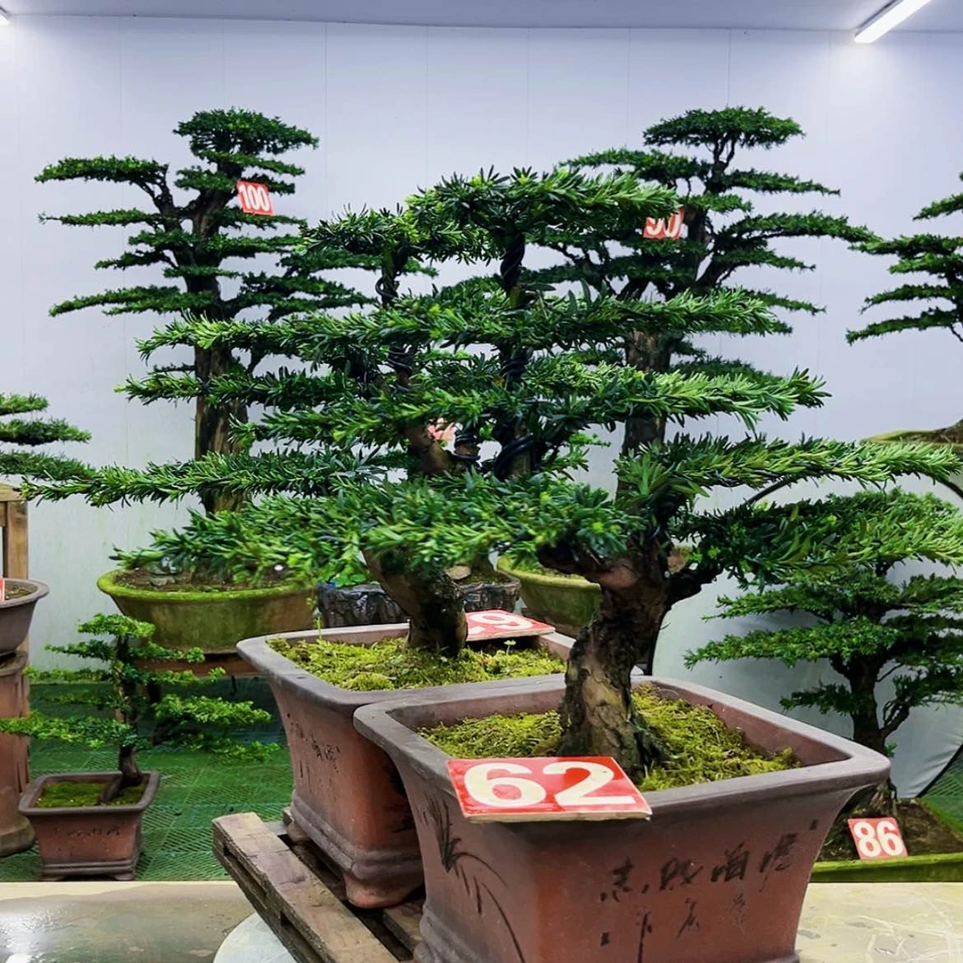 【闪购商品】无花朵罗汉松盆景