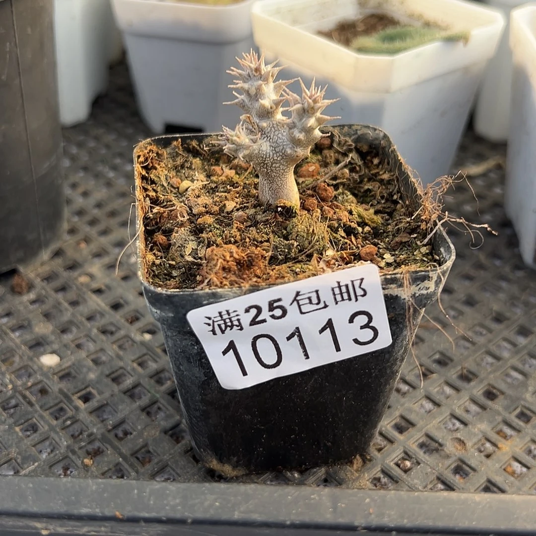 块根113，一物一拍带盆