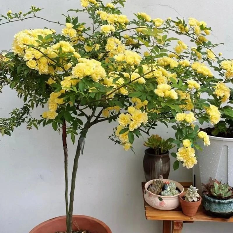 黄木香花苗爬藤植物庭院四季开花浓香木香花盆栽重瓣红白木香树苗