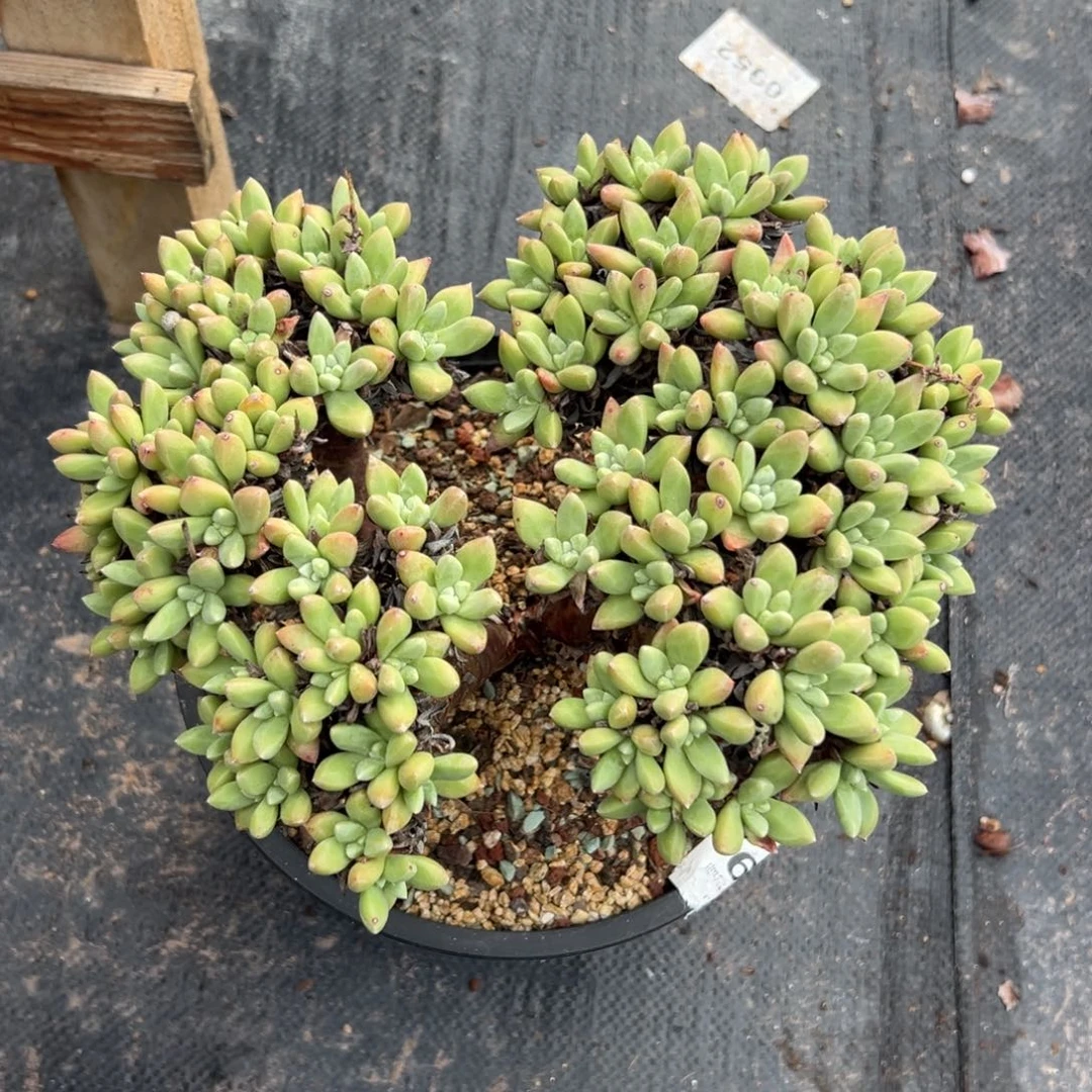 国版绿菊，一物一拍636