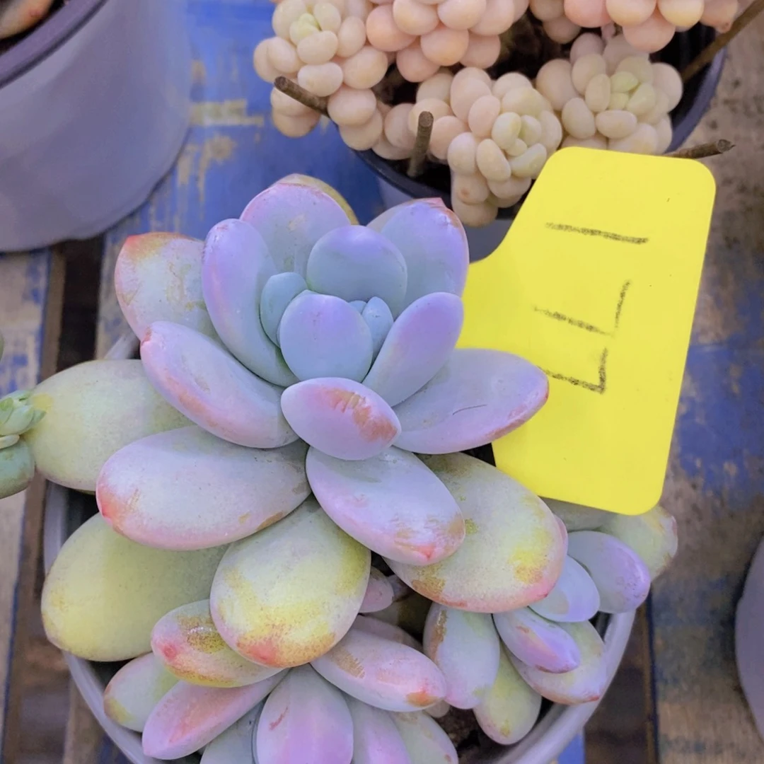 开心多肉植物，福利专场