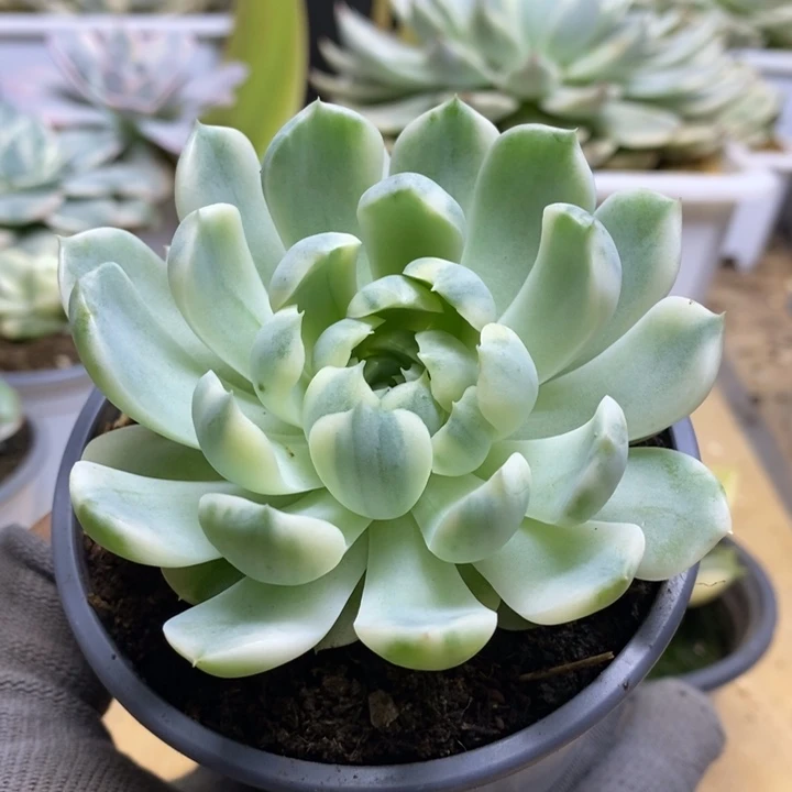 056月影精灵锦锦锦锦锦锦