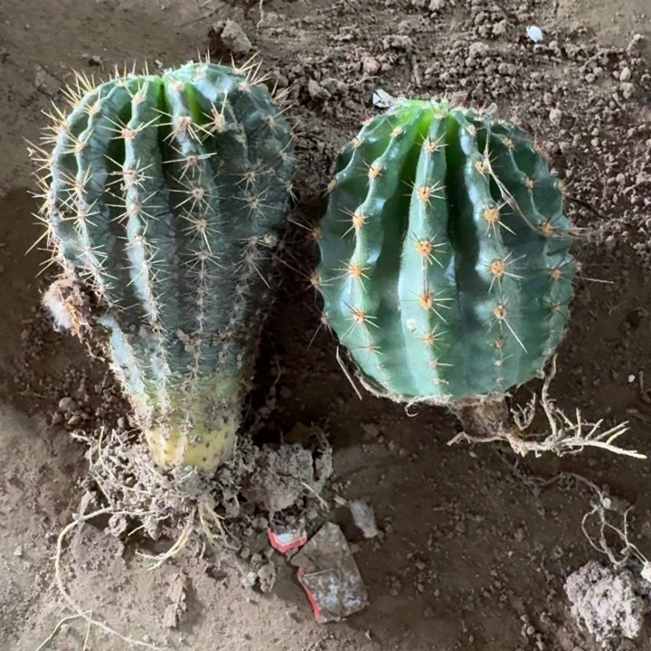 254彩草根6公分左右脱土发货斑，20包邮
