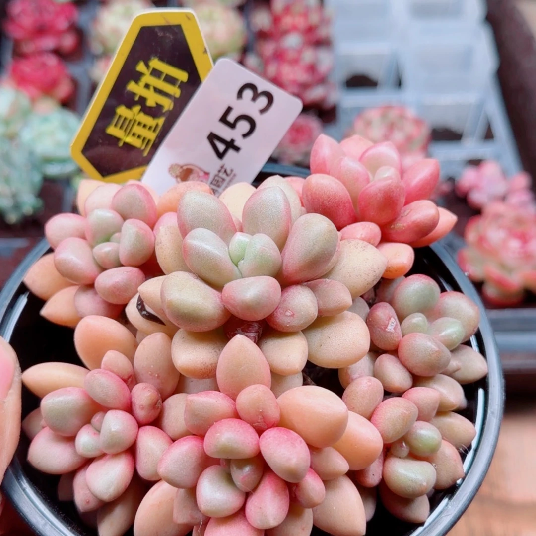 多肉植物多肉植物