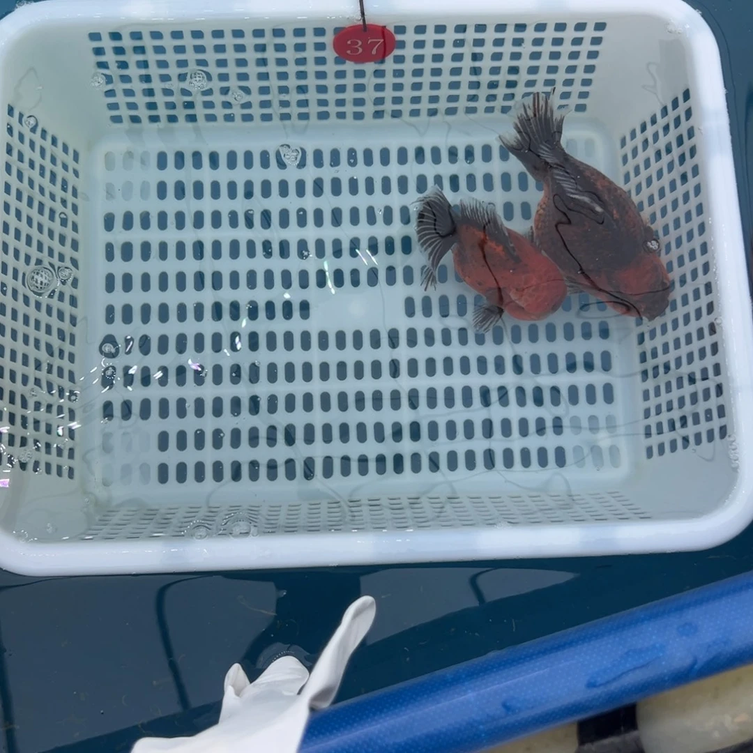 香***市金鱼你好吗我好想你