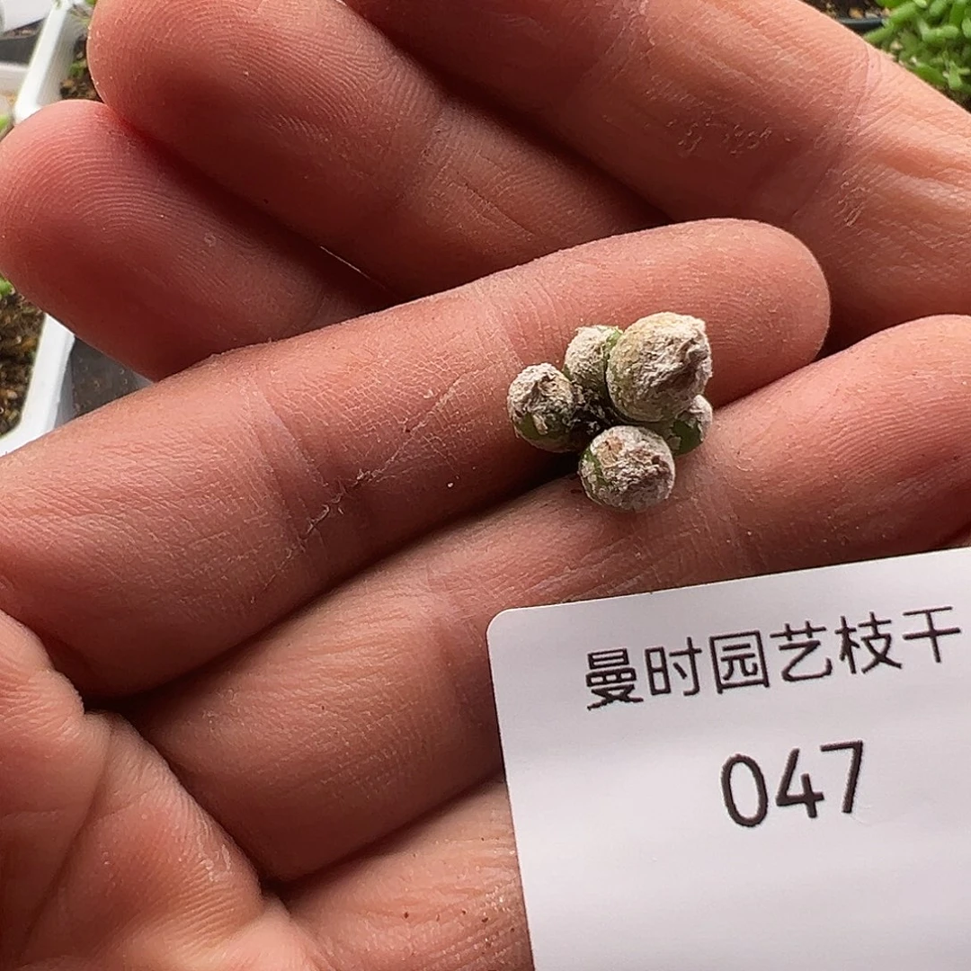 慢**李10.20胡桃玉多肉047