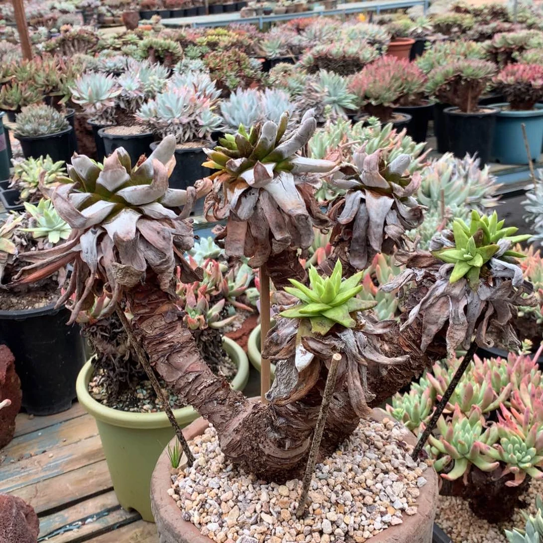 吾*拇指瑕疵出不售后，多肉植物