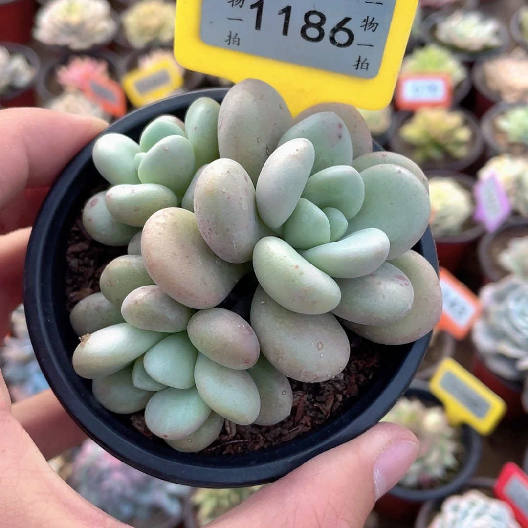 芙蓉美人1186号多肉