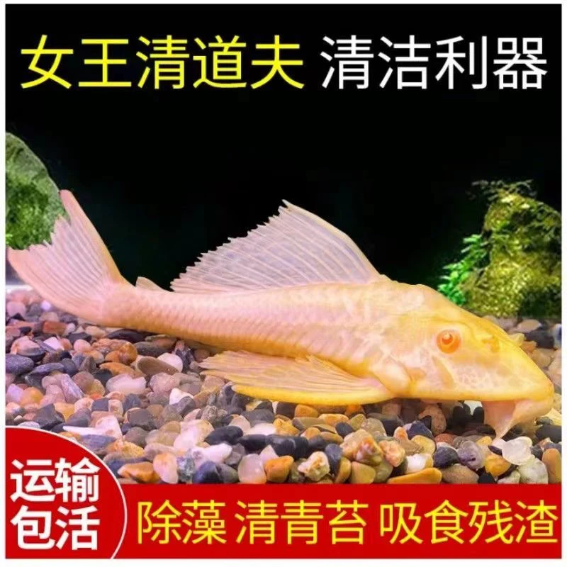 黄金女王红眼大帆鱼小型淡水热带鱼清洁鱼缸除藻膜底栖鱼