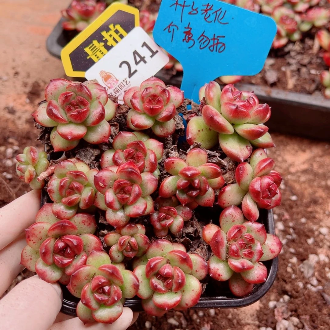 多肉植物多肉植物