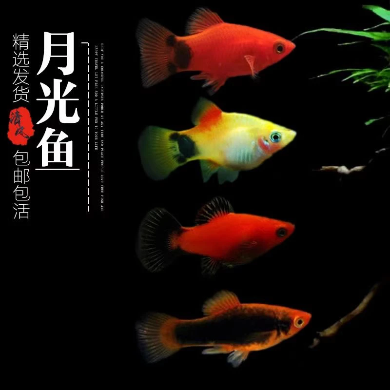 九块九专场连接各种品胎生鱼（发货不退款）