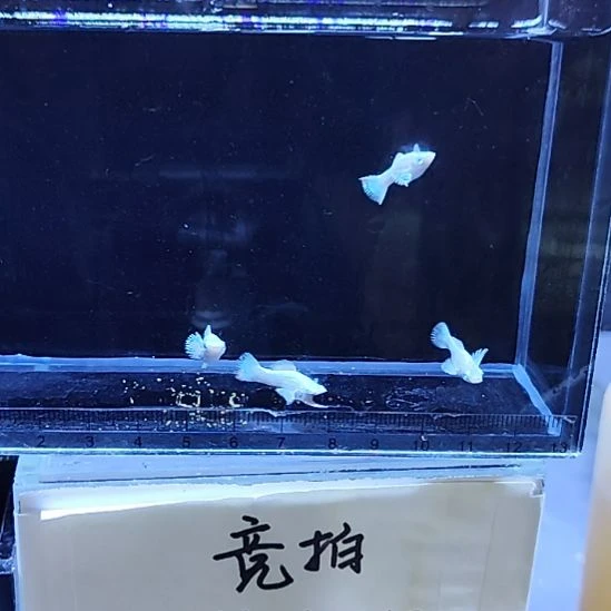 孔雀鱼15瓷白玛丽苗4条