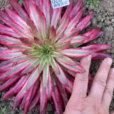 920朱雀满25包邮多肉