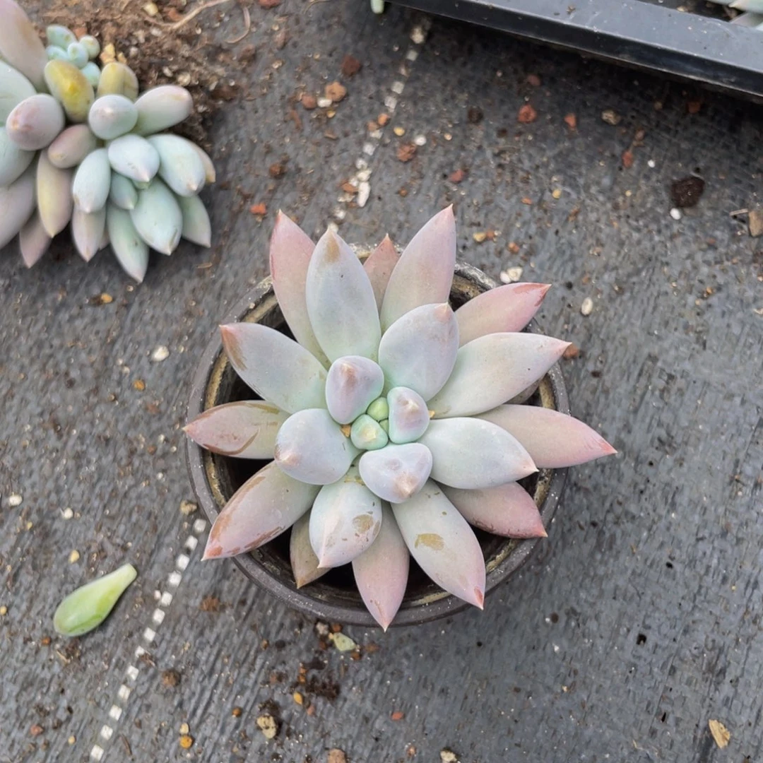 无花朵哥特单头8888