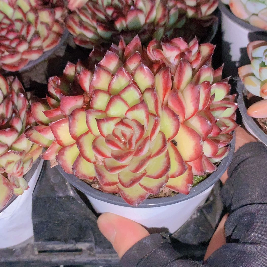 肉酱魔鬼235667889900