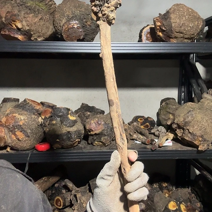 扁***子香榧木火琉璃的故事是一