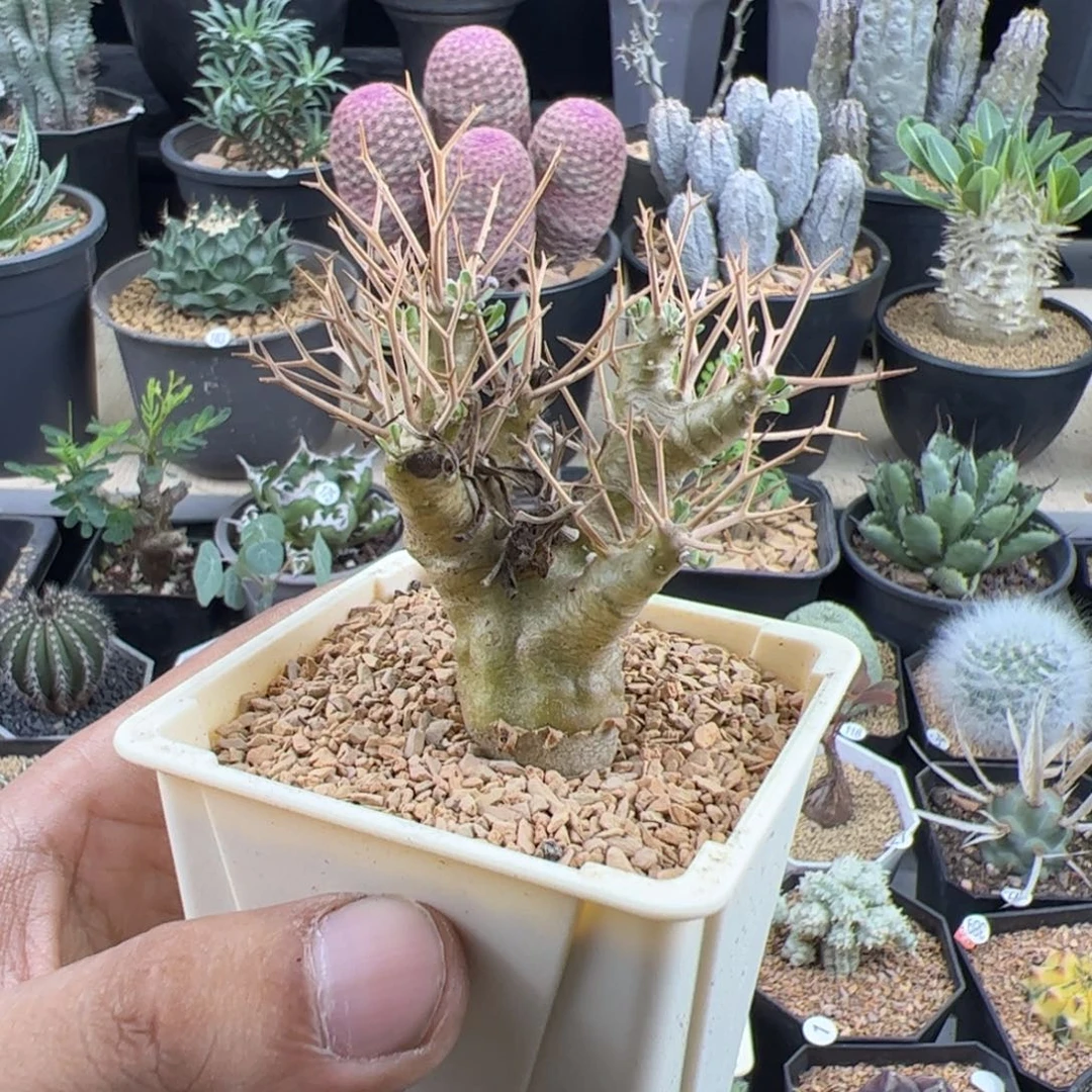 今***虎黑鬼殿厚敦菊一物一拍默认脱土发