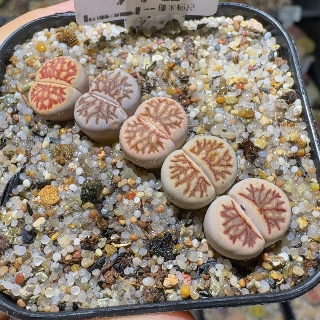 Ssss清棚价便宜972