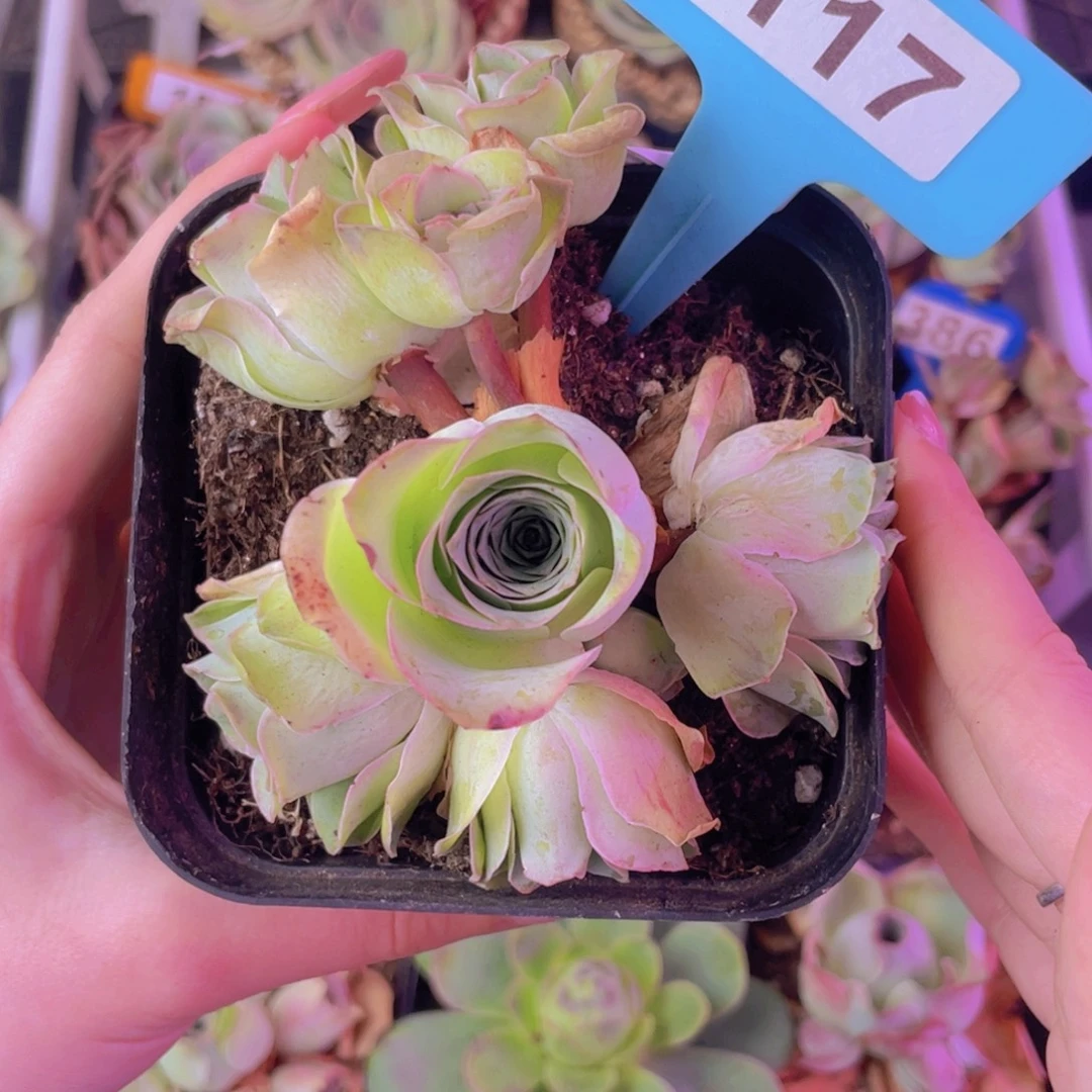 单品一物一拍117号