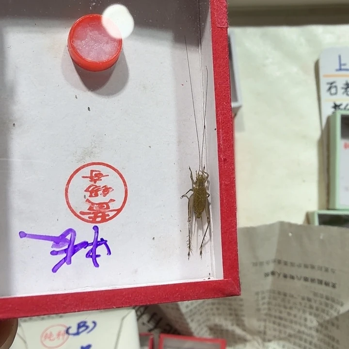 老***仔蟋蟀黄锡奇冬黄蛉包邮