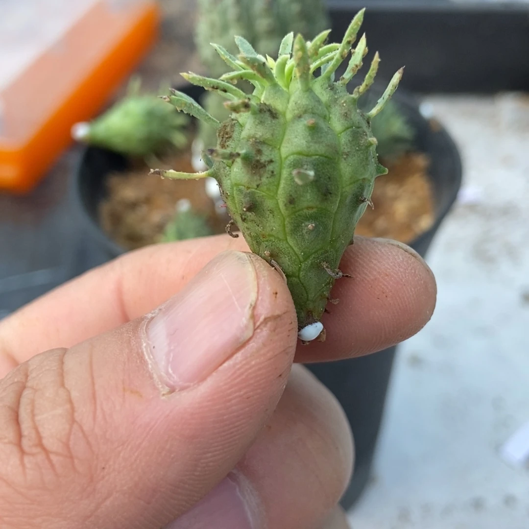 群星冠大戟侧芽，无刺仙人球开花了