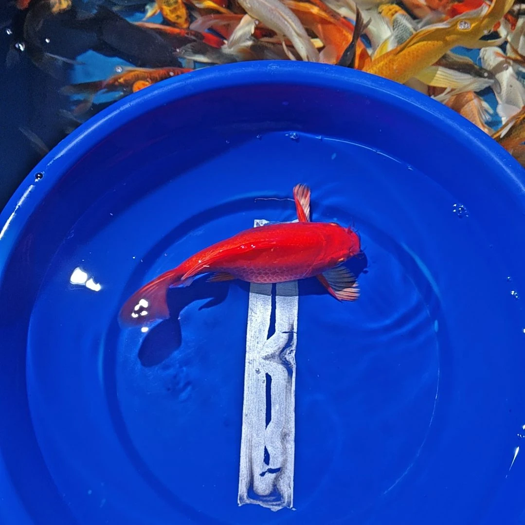 中国大陆冷水观赏鱼蝴蝶鲤