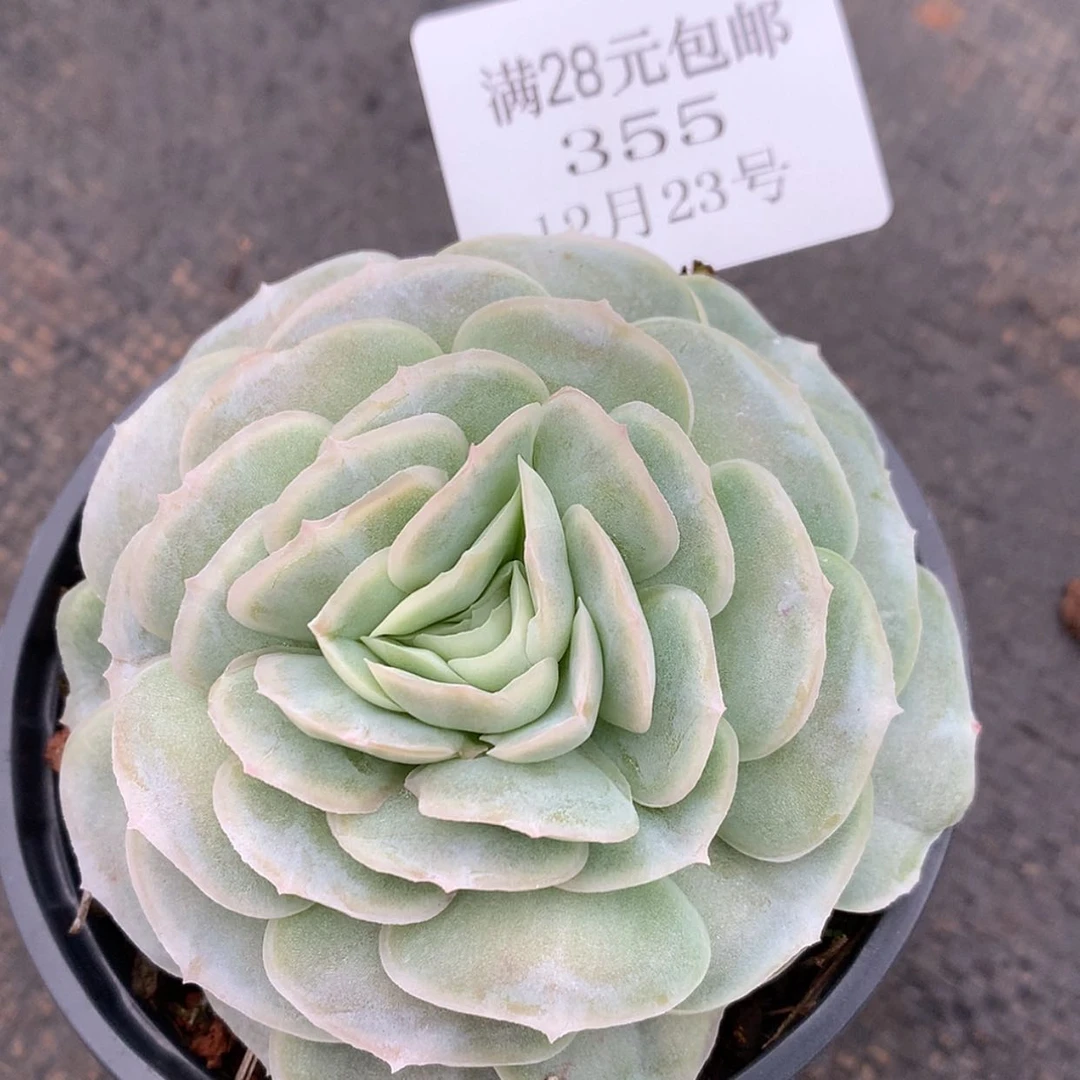 【闪购商品】云355号