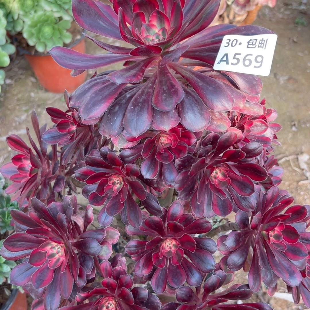 569香奈多肉断枝不包