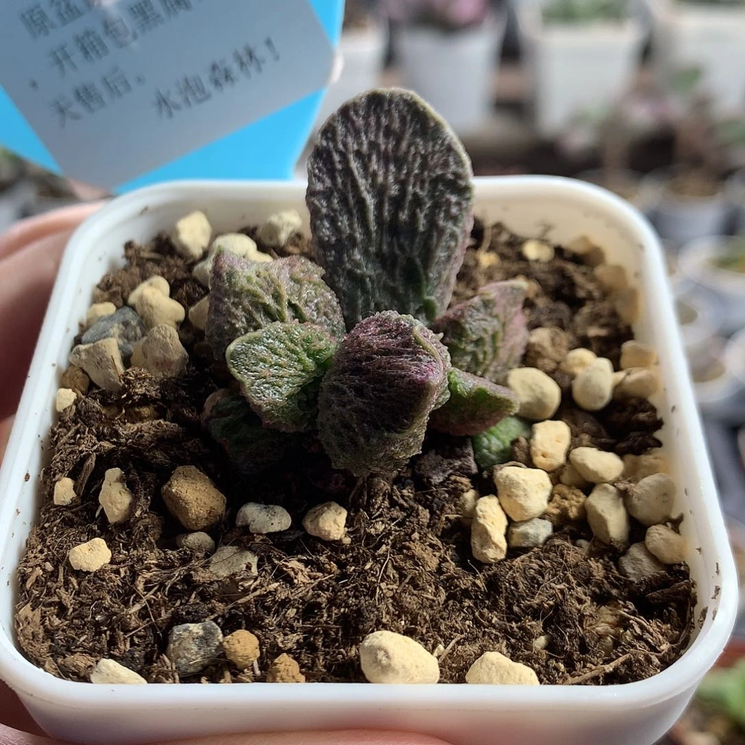 江*多肉水泡专拍链接