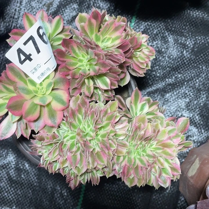 476女巫朵朵缀3-10