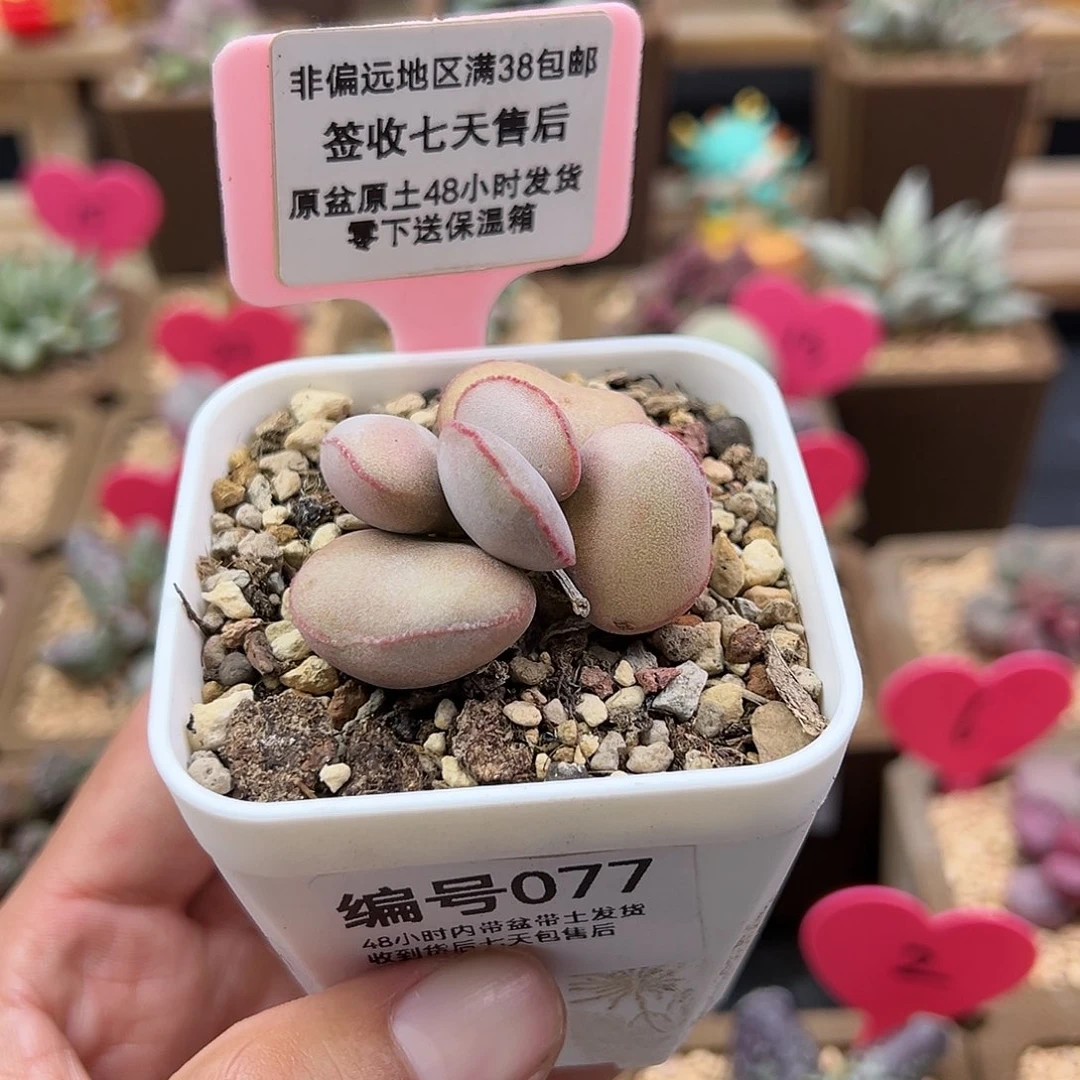 柒*077白肌红蛋水泡多肉