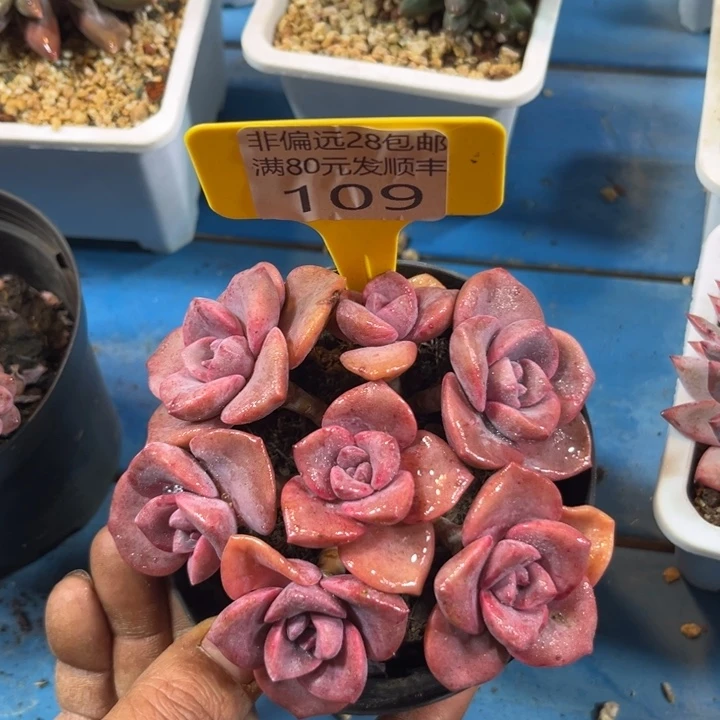 大109，bxhxhgjghfghhh