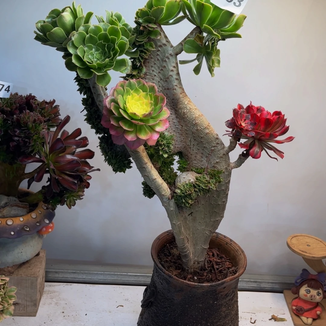 是***呀多肉植物缀化嫁接493