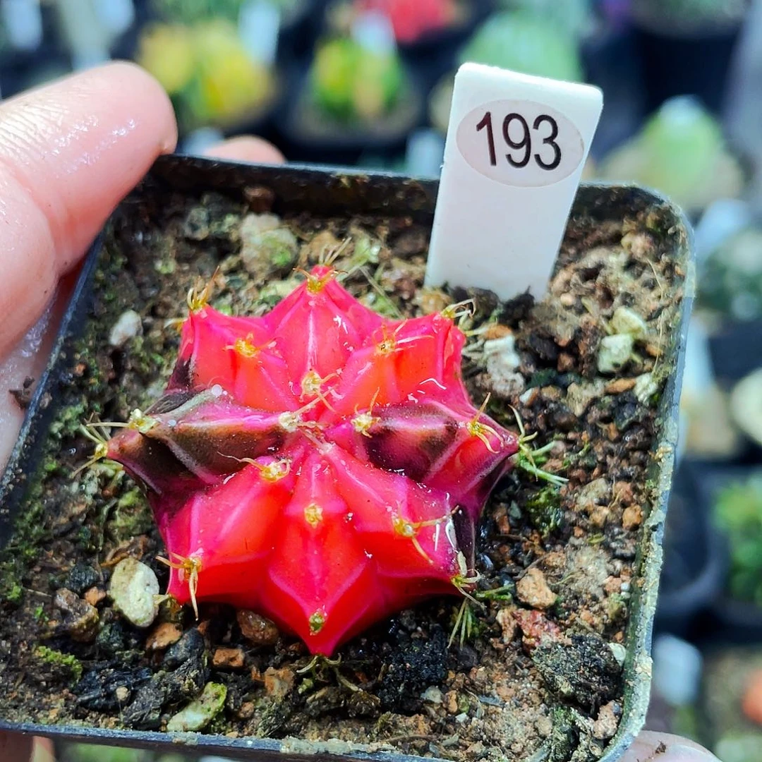 非偏远地区满25包邮仙人球