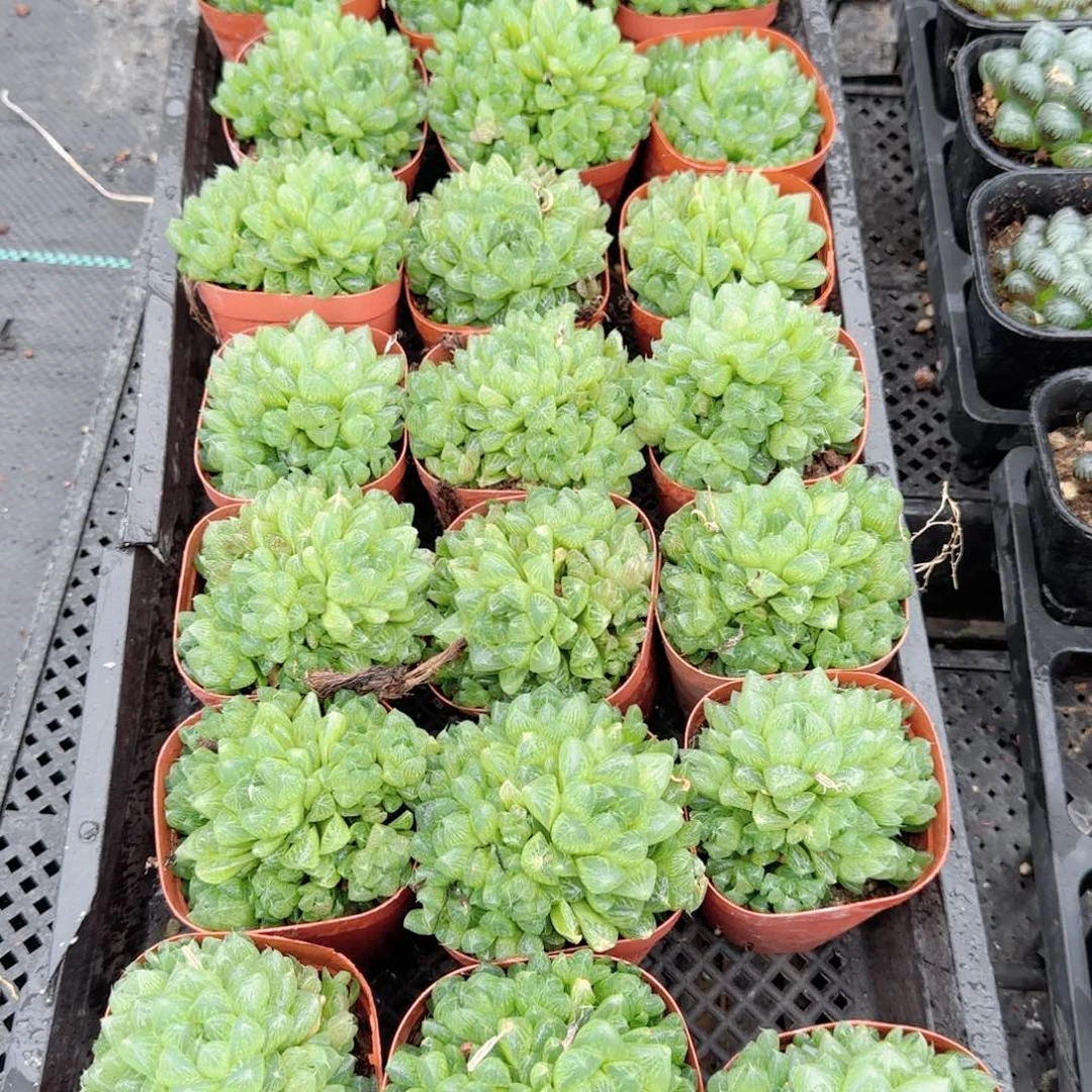 红盆雪花多肉植物一颗