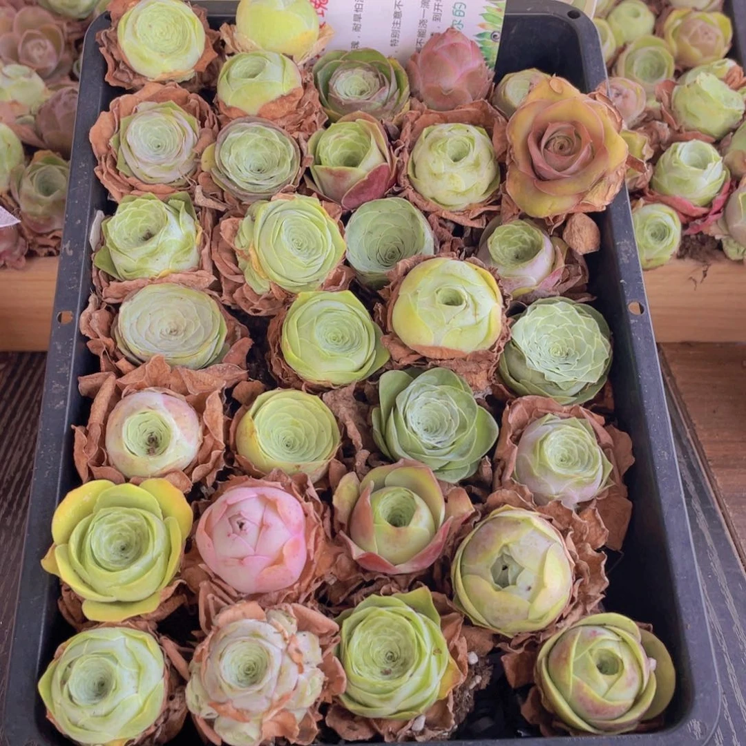 保底三十颗量拍➕花篮