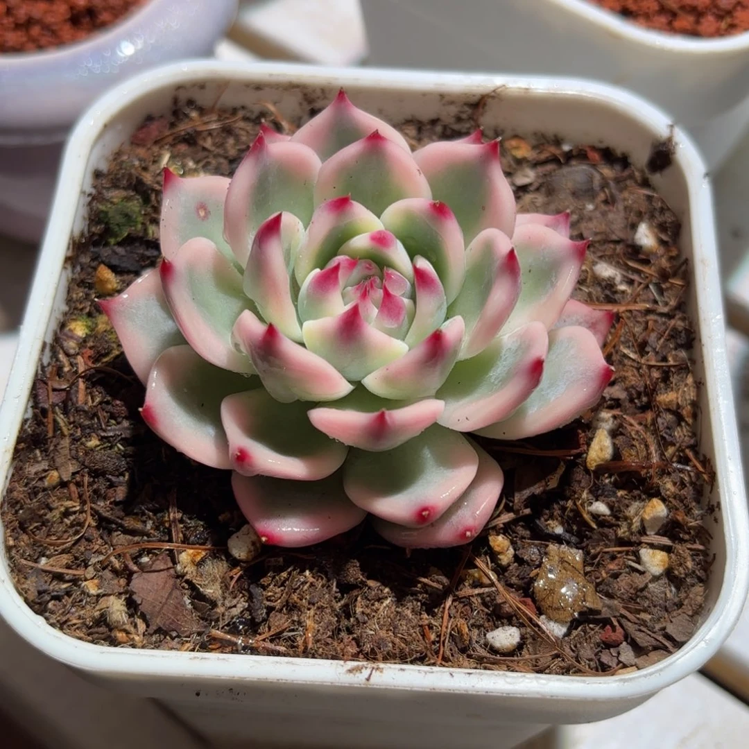 吉娃娃锦多肉植物