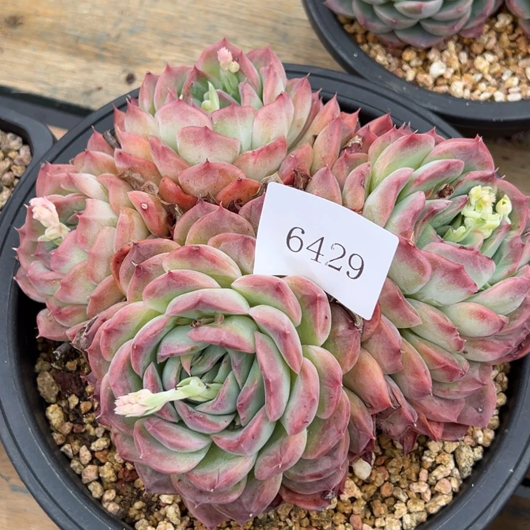 6429多肉多多多多放漏福利