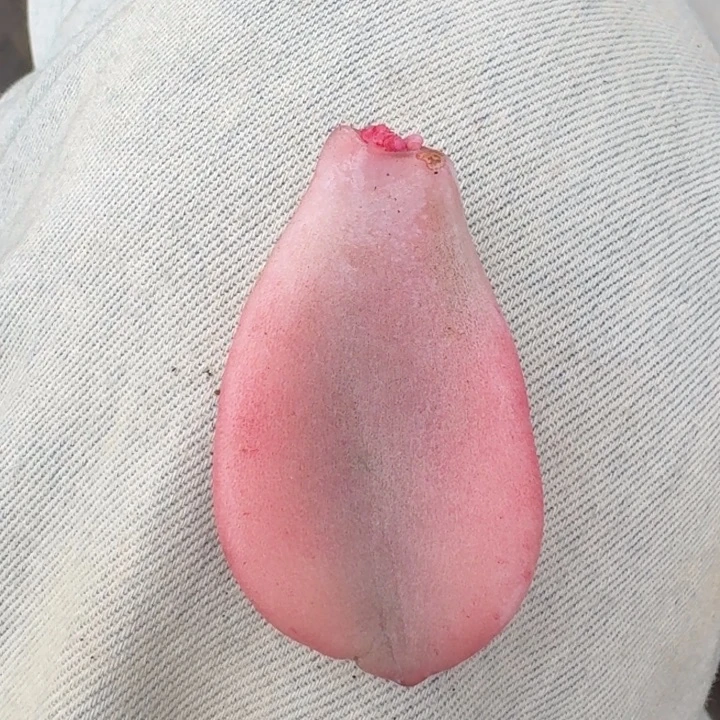 粉兔叶片一物一拍好看