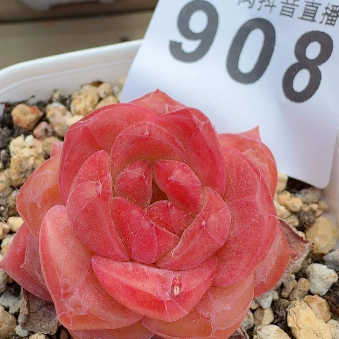 灯芯琥珀         多肉植物