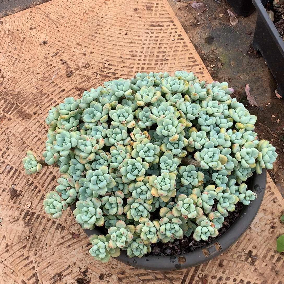 劳尔22.8 多肉植物量拍