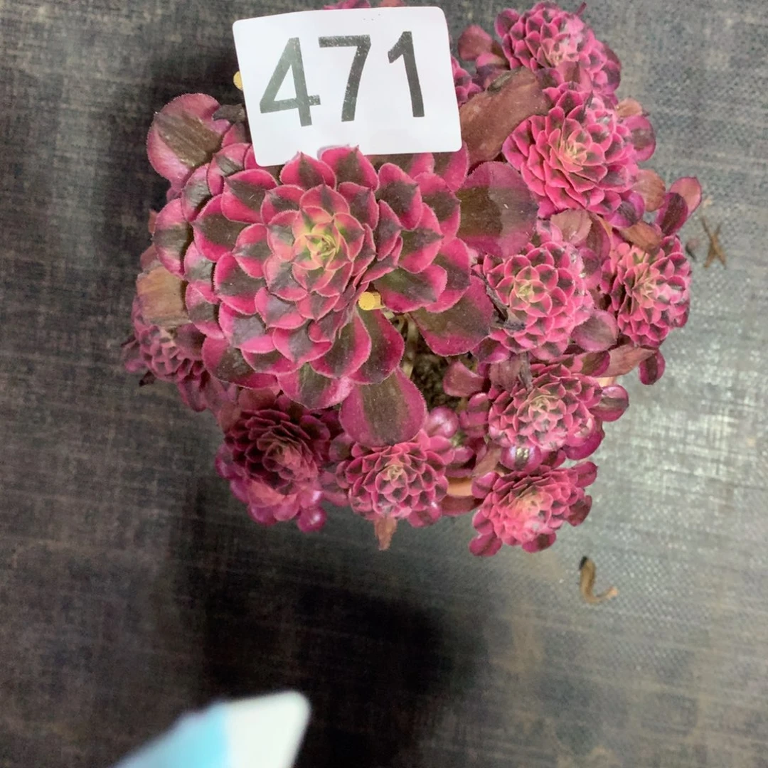 红同白471法师多肉