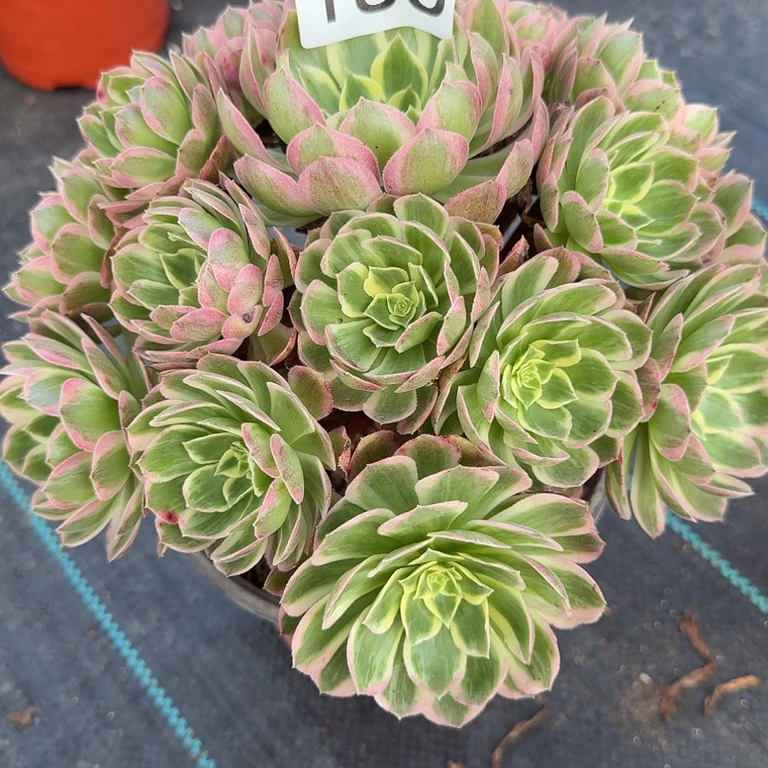 海王法师0000000186