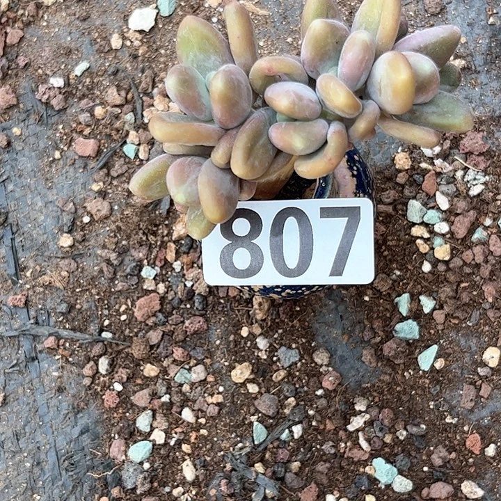 蕾多肉植物一物一拍