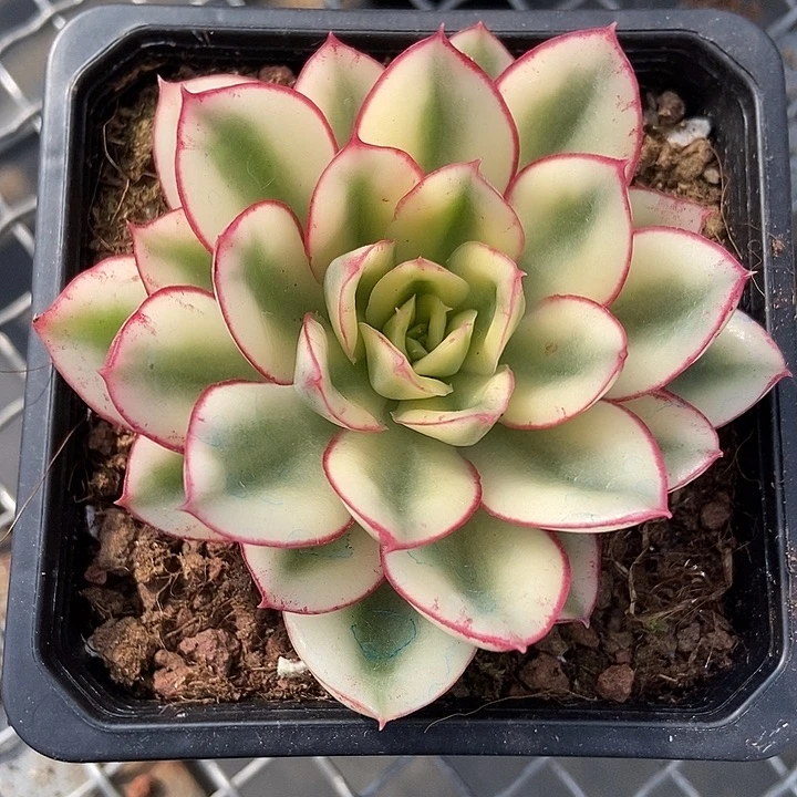 福利红花女王锦多肉