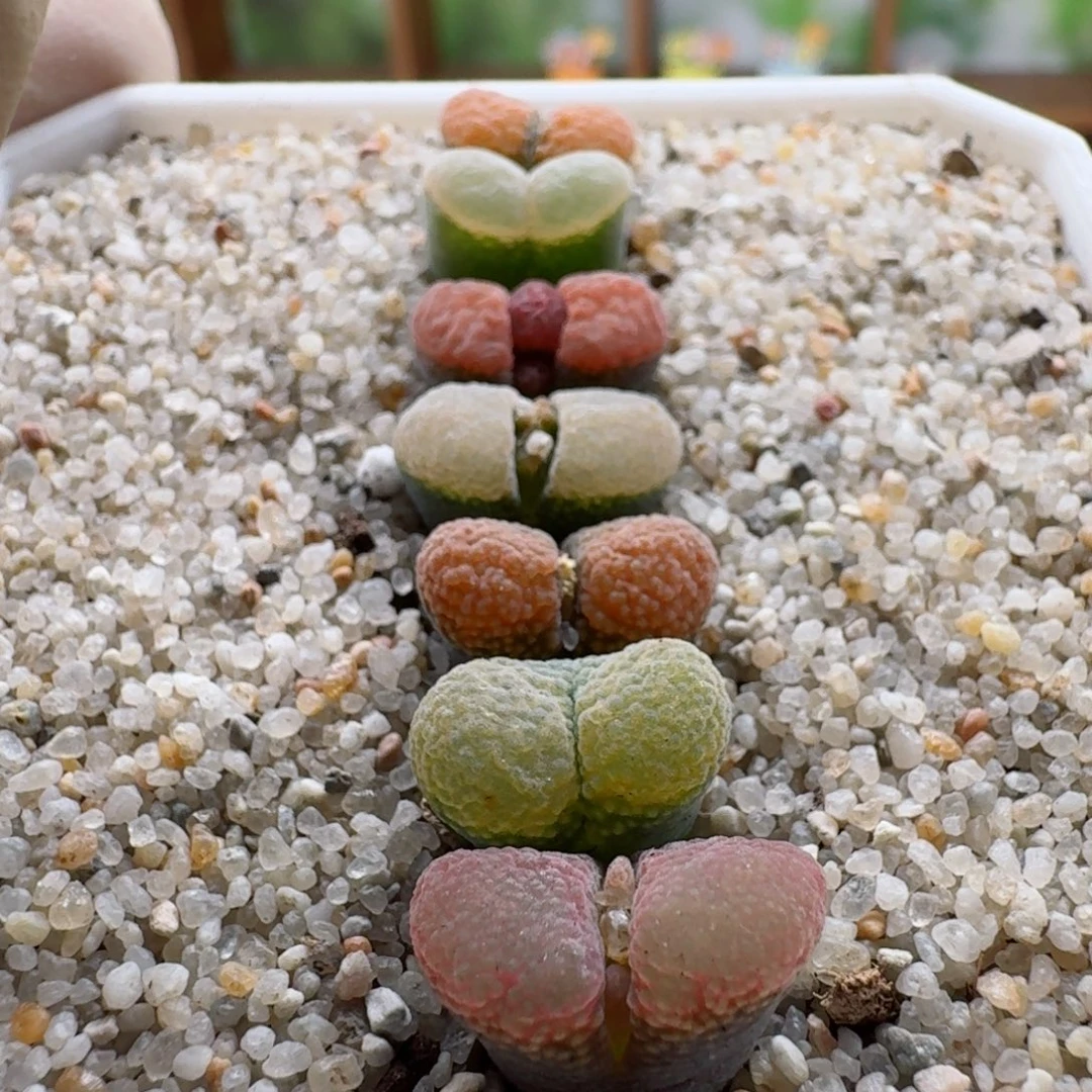 1017-050蛋糕彩套肉锥