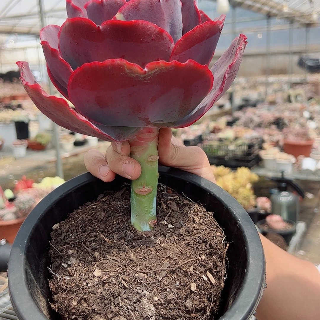 天空之城大单头多肉